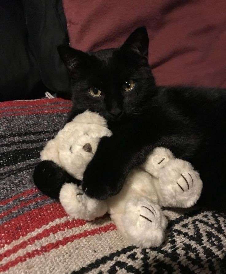 Black cat holding a small white stuffed bear in between its front paws.
